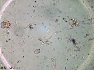 phyto/Brazilian_Amazon_coast/Amazomix_station_33/AMAZOMIX September 2021/Oxytoxum sphaeroideum (Am_ST33_surf_oxy_cf_sphaeroideum240829_001)(copy)_thumb.jpg